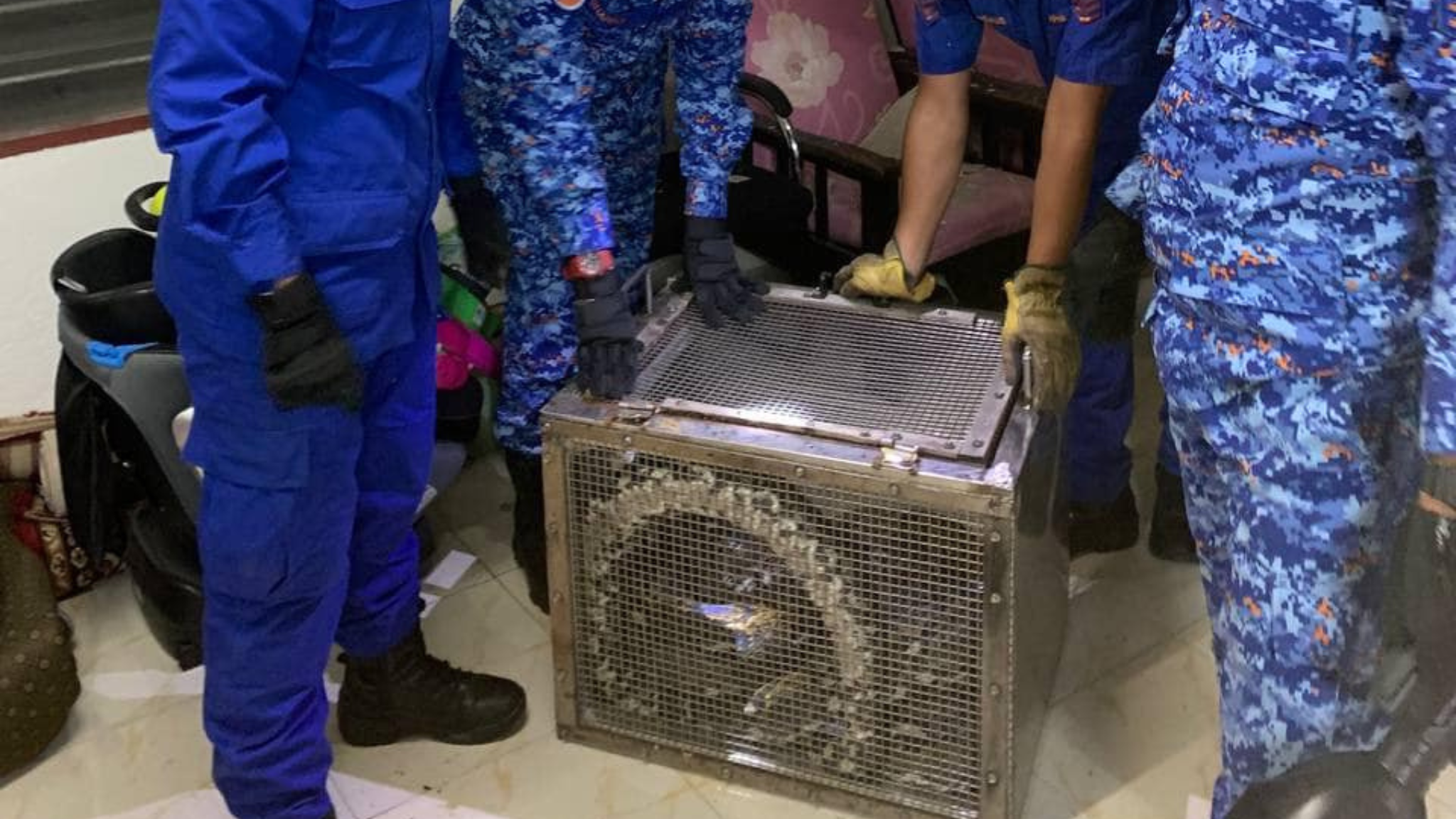 蟒蛇“霸占”天花板 一家7口被吓坏